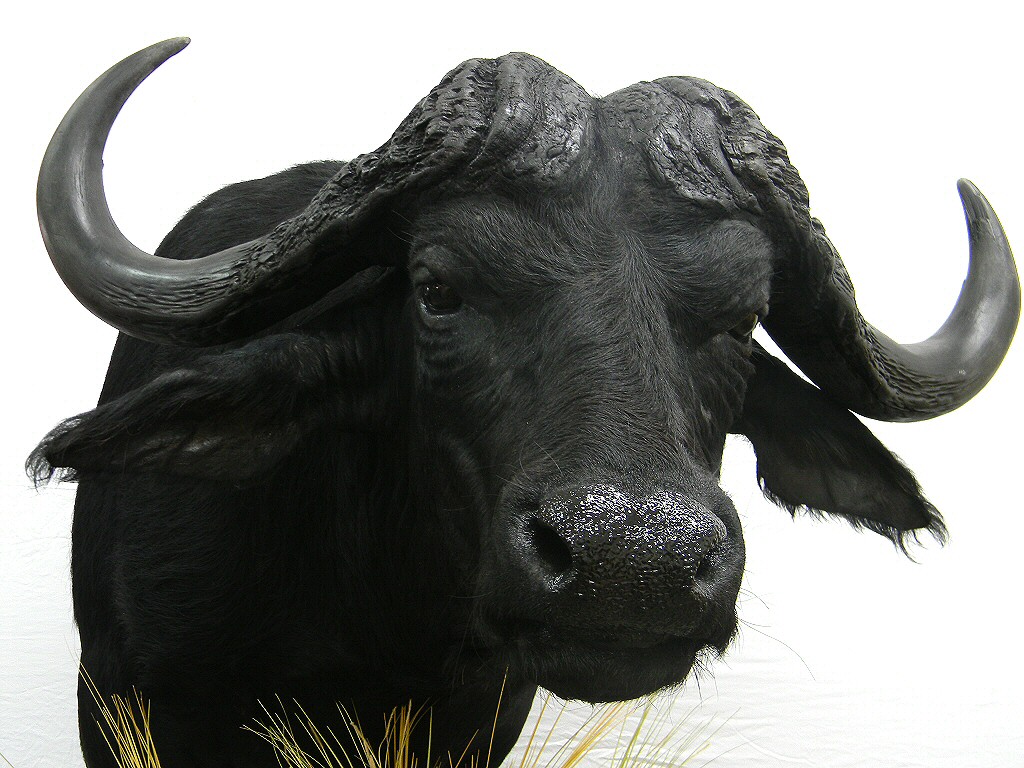 Cape Buffalo Taxidermy Mount, African Taxidermy Mounts, African Taxidermist Pennsylvania