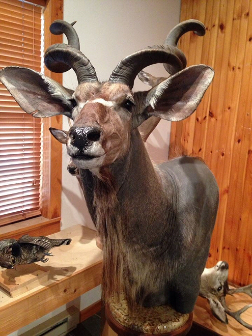 African Kudu Mounts & Custom African Habitats 