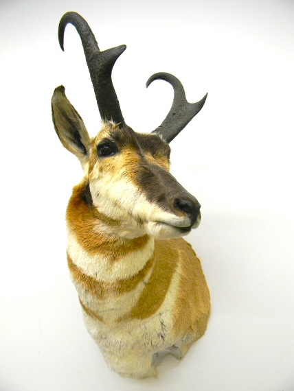 Antelope Taxidermy Mounts Pennsylvania Prohorn Antelope Mounts