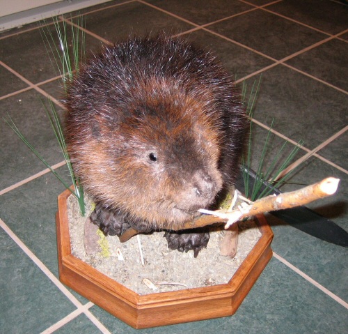 Beaver Taxidermy Mounts, Beaver Custom Mounts, Beaver Pelts