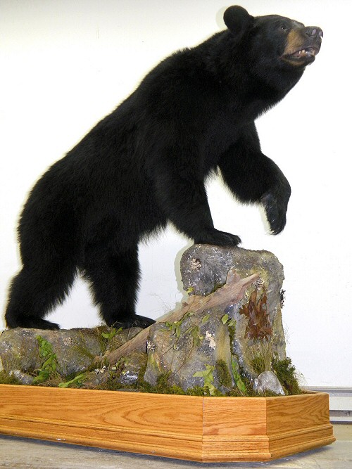 Full Body Life Size Floor Mount Bears Make A Stunning Display. 