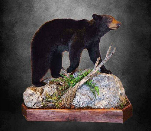 Life Size Bear Taxidermy Floor Mounts