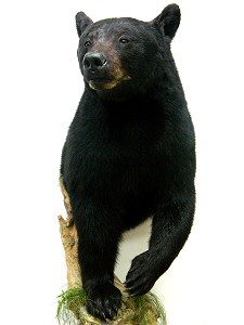 Black Bear Shoulder Wall Mounts