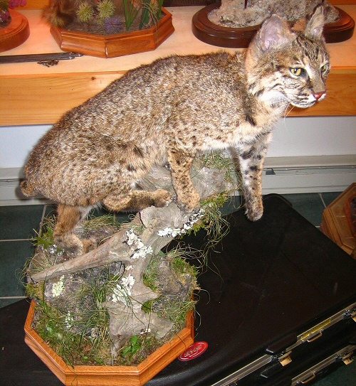 Bobcat Taxidermy Mounts Pennsylvania Taxidermy Studio