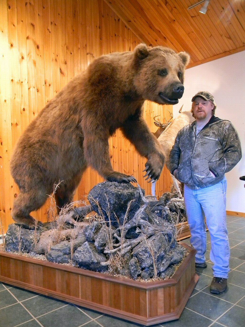 Brown Bear Taxidermy Studio 289 Pleasant Valley Road-Pine Grove Pennsylvania 17963, Phone570-345-3030, Pennsylvania Taxidermy Studio, PA Taxidermist