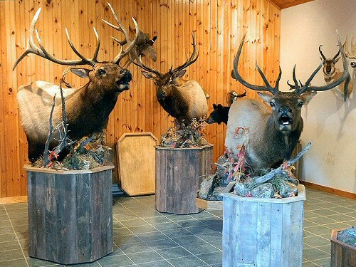 Elk Taxidermist Pennsylvania, Elk Mounts Pennsylvania, Award Winning Pennsylvania Taxidermist 