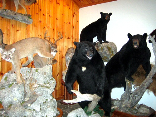 Pennsylvania Taxidermy Studio,Brown Bear Taxidermy Studio 289 Pleasant Valley Road-Pine Grove, PA