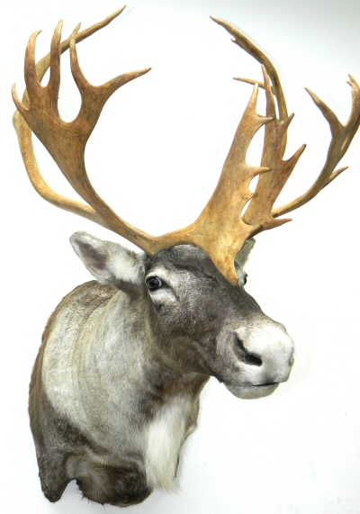 Caribou Taxidermy Studio Pennsylvania, Pennsylvania Taxidermist, Caribou Taxidermist, Caribou Shoulder Mount Pennsylvania, Caribou Pedestal Mount, Pennsylvania Caribou Taxidermist