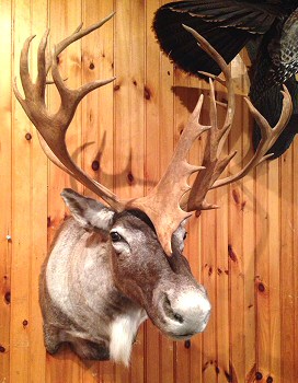 Caribou Taxidermy Shoulder Mounts Pennsylvania