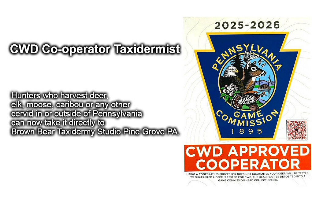 PGC CWD Approved Taxidermist! Hunters who harvest deer, elk or any other cervid in or outside of Pennsylvania can now take it directly to Brown Bear Taxidermy Studio Pine Grove PA.