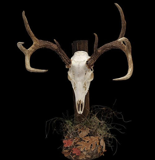 Deer Skull Mounts - Deer European Mounts - Natural Habitats