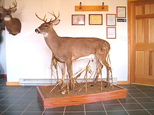 Whitetail Deer Full Body Mount