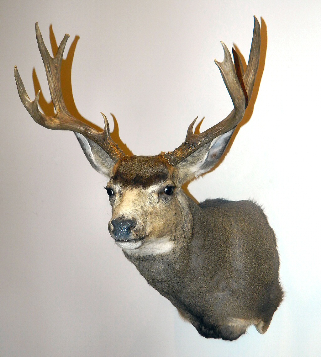 Mule Deer Mounts - Mule Deer Shoulder Mounts - Mule Deer Pedestal Mounts - Mule Deer Mount Poses Full Sneak Semi Sneak -  Mule Deer Mount Ideas Positions Poses Pictures