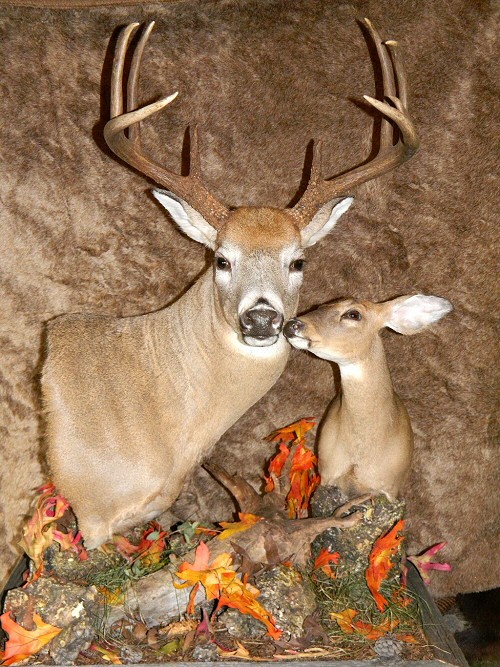 Deer Mounts, Deer Pedestal Mounts, Pedestal Deer Mount Ideas Images Pictures