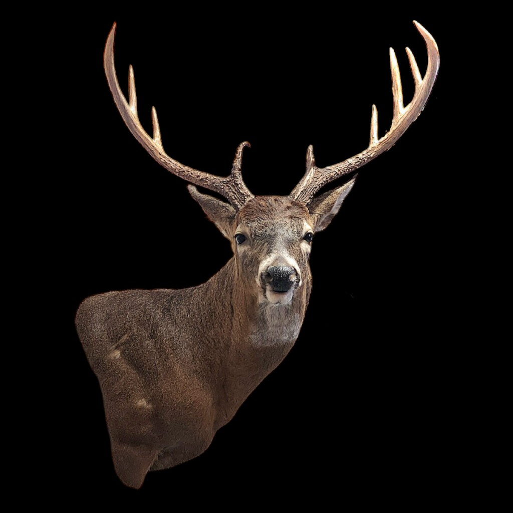 Pennsylvania Deer Taxidermy, 9 Point Buck Deer Shoulder Mount Ideas, Whitetail Deer Shoulder Mounts For Walls, Deer Taxidermy Pennsylvania