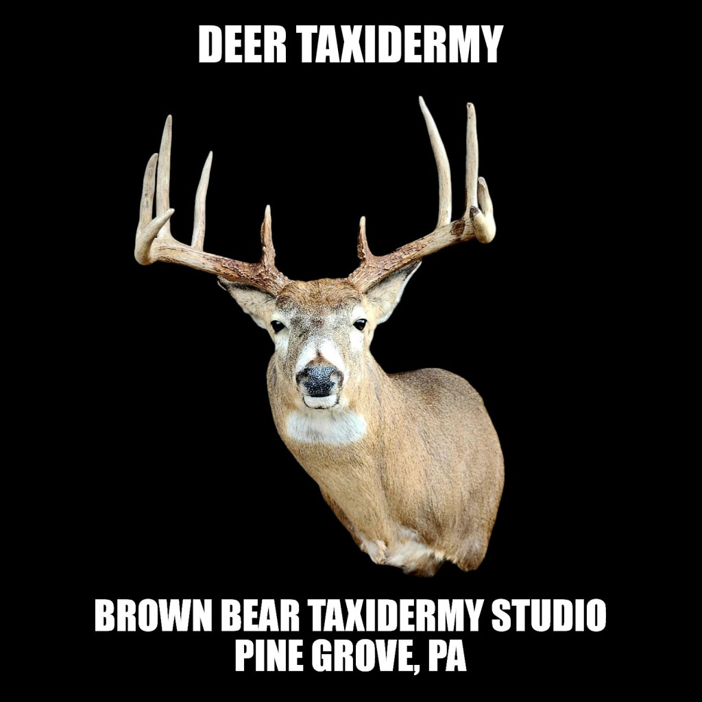 Deer Taxidermy Pennsylvania, Deer Taxidermy Shoulder Mounts For Walls at Brown Bear Taxidermy Studio Pine Grove, PA