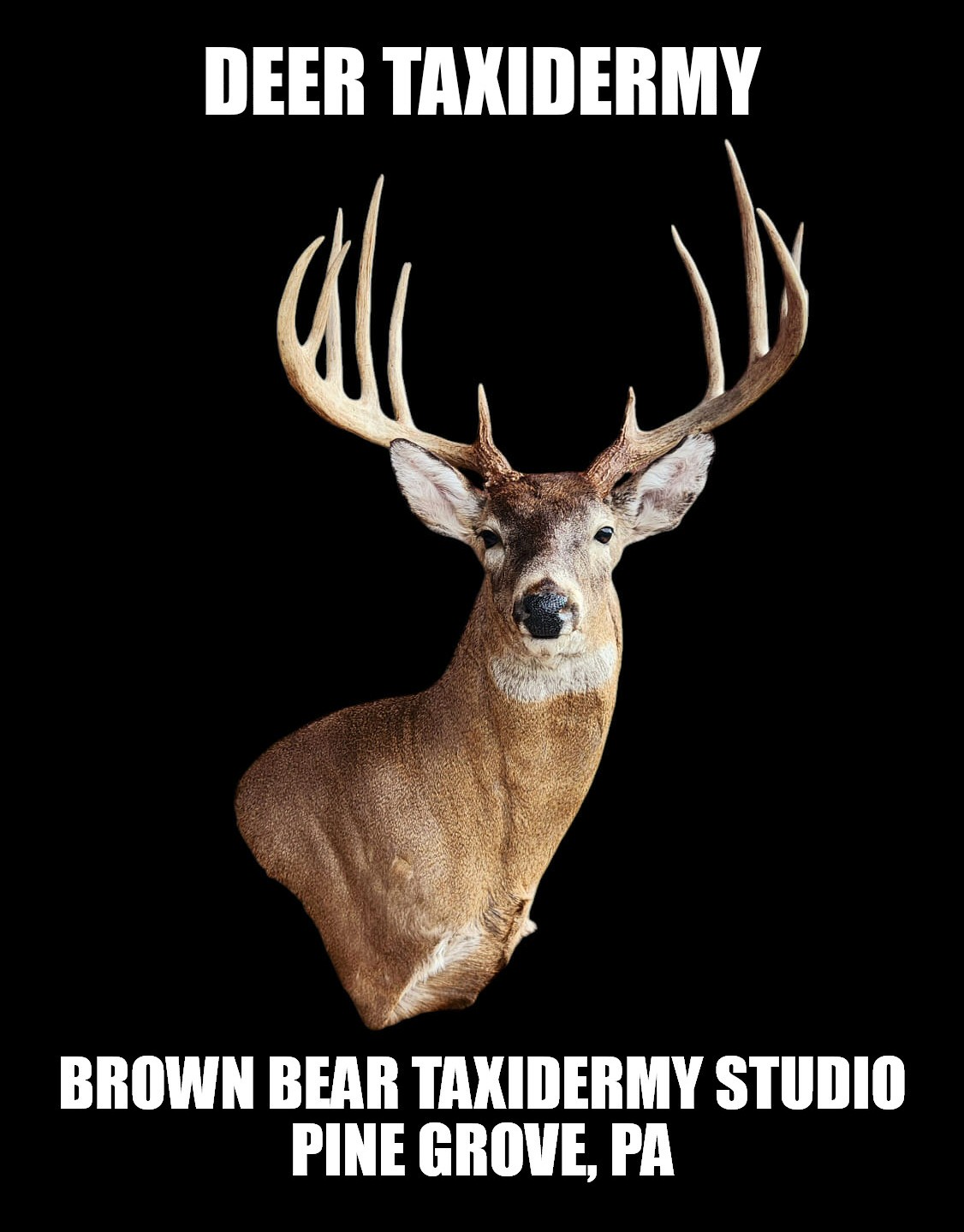 Pennsylvania Deer Taxidermy - 11 Point Buck Taxidermy Mount, Deer Taxidermy & Mounting - Custom Deer Taxidermy