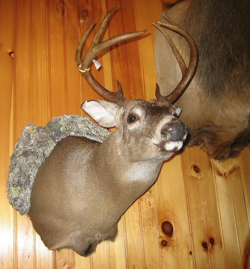 Sneaking Deer Pose, Whitetail Deer Shoulder Mount for Wall