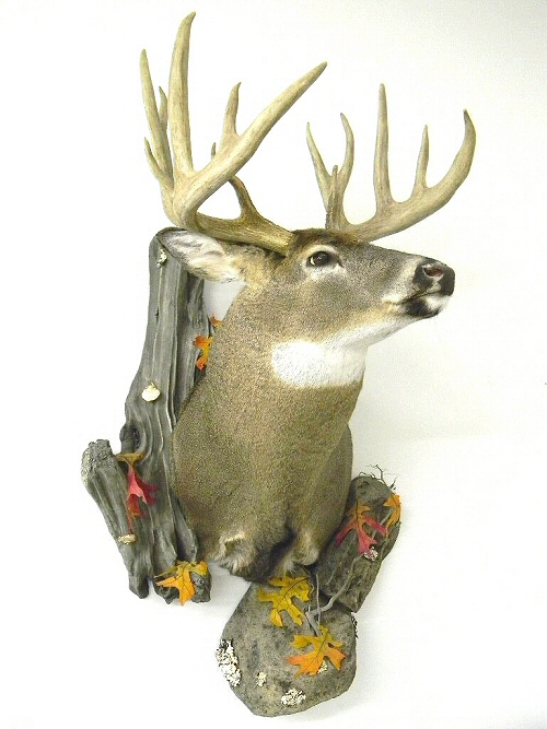 Deer Shoulder Mounts, Deer Whitetail Shoulder Mount Wall, Deer Whitetail Shoulder Mounts Wall,Deer Taxidermy,Deer Taxidermist In Pennsylvania