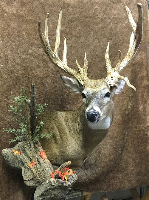 Deer Whitetail Shoulder Mount Wall, Deer Taxidermy Pennsylvania, Drop Tine Wall Mount, Deer Whitetail Shoulder Mounts Wall,Deer Shoulder Mounts,Deer Taxidermy,Deer Taxidermist In Pennsylvania