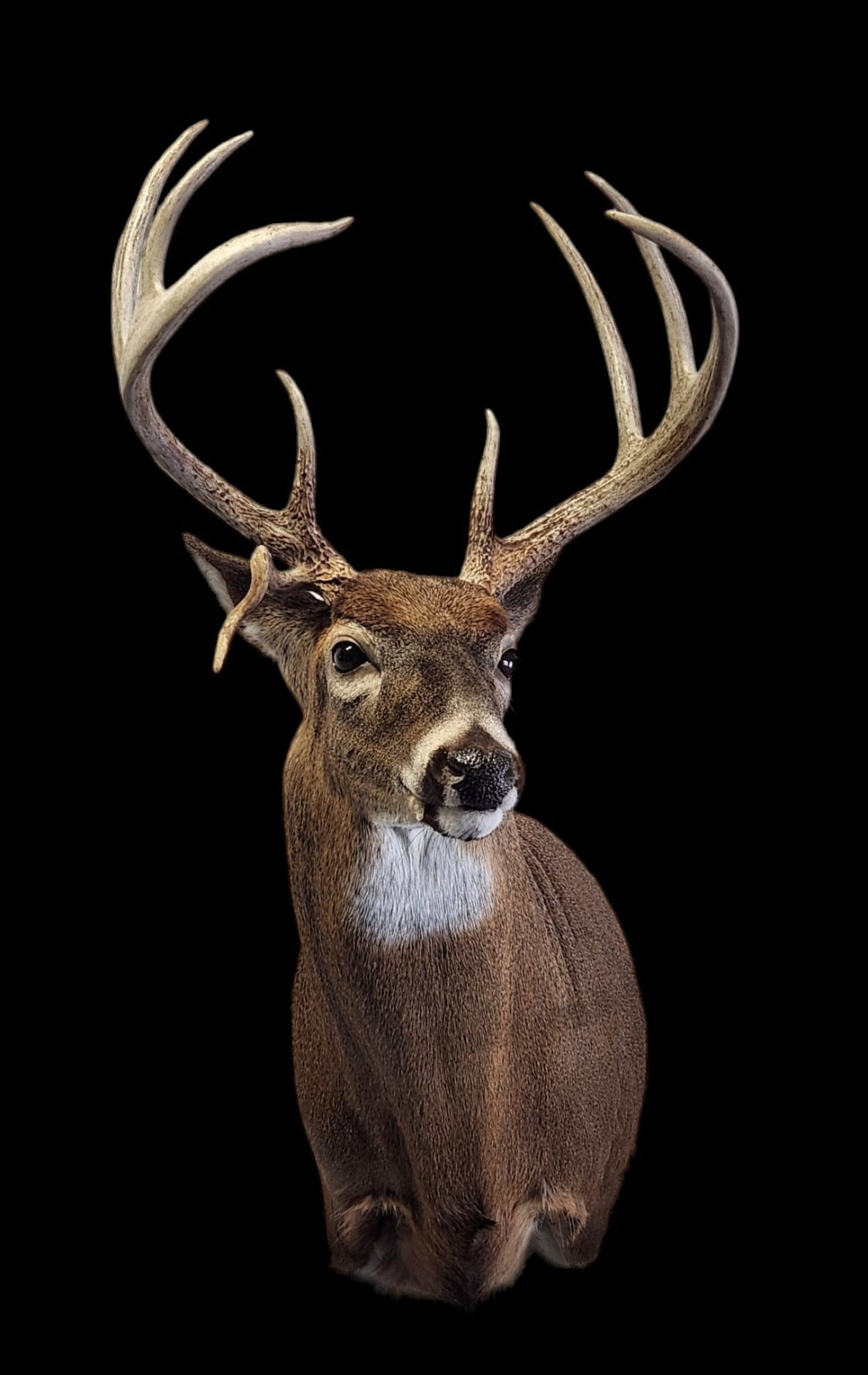 Drop Tine Buck Deer Taxidermy Pennsylvania, Whitetail Buck Mount Brown Bear Taxidermy Studio PA