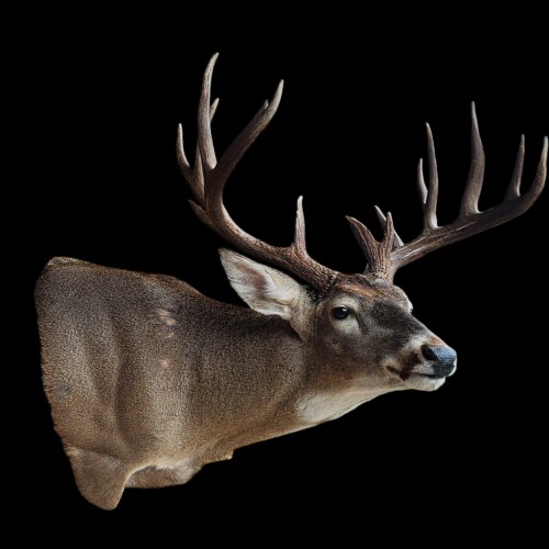 Deer Shoulder Mounts Wall Mounts at Brown Bear Taxidermy Studio Pine Grove PA