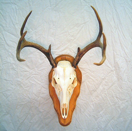 Deer Skull Mounting - Deer European Skull Mounts - Deer Skull Dipping