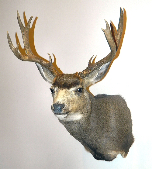 Mule Deer Mounts - Mule Deer Shoulder Mounts - Mule Deer Pedestal Mounts - Mule Deer Mount Poses Full Sneak Semi Sneak -  Mule Deer Mount Ideas Positions Ideas Pictures - More!