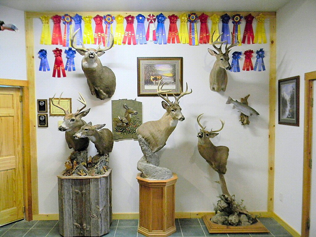 Deer Taxidermy Pennylvania, Deer Mounts, Deer Pedestal Mounts, Deer Full Body Mounts, Deer Shoulder Mount, Whitetail Deer Mounts, Deer Wall Mount, Deer Taxidermy, Pictures of Deer Mounts, Semi Sneak Deer Mounts, Unique Deer Mounts, Deer Mount Ideas, Deer Taxidermist Pennsylvania, Pennsylvania Taxidermist, Taxidermy, Whitetail Deer Mounts, Brown Bear Taxidermy Studio - 289 Pleasant Valley Rd. Pine Grove PA 17963 - Phone 570-345-3030Taxidermy, Taxidermist, Deer Taxidermist, Deer Taxidermy, Taxidermy Mount, Deer Mount, Form Taxidermy, Quality Taxidermy, Advanced Taxidermy, Custom Taxidermy, Mule Deer Taxidermy, Whitetail Taxidermy, Licensed Taxidermist