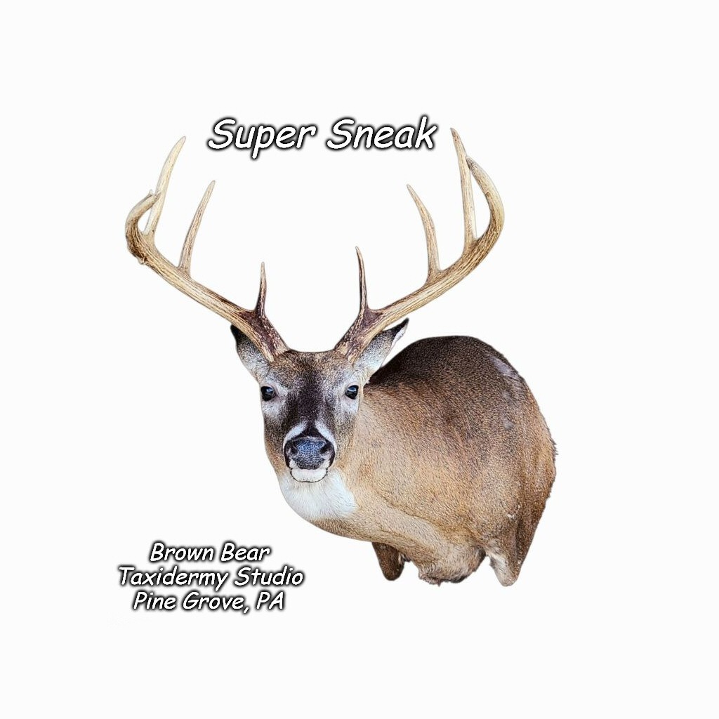 Deer Taxidermy Whitetail Sneak Mount Wall Mount Brown Bear Taxidermy Studio Pine Grove PA