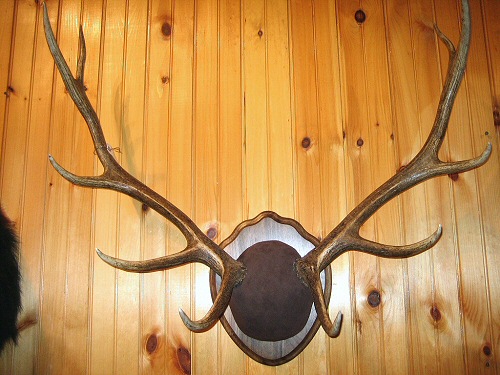 Elk Antler Mounts, Elk Skull Mounts, European Elk Mounts, Antler Mounts For Elk 