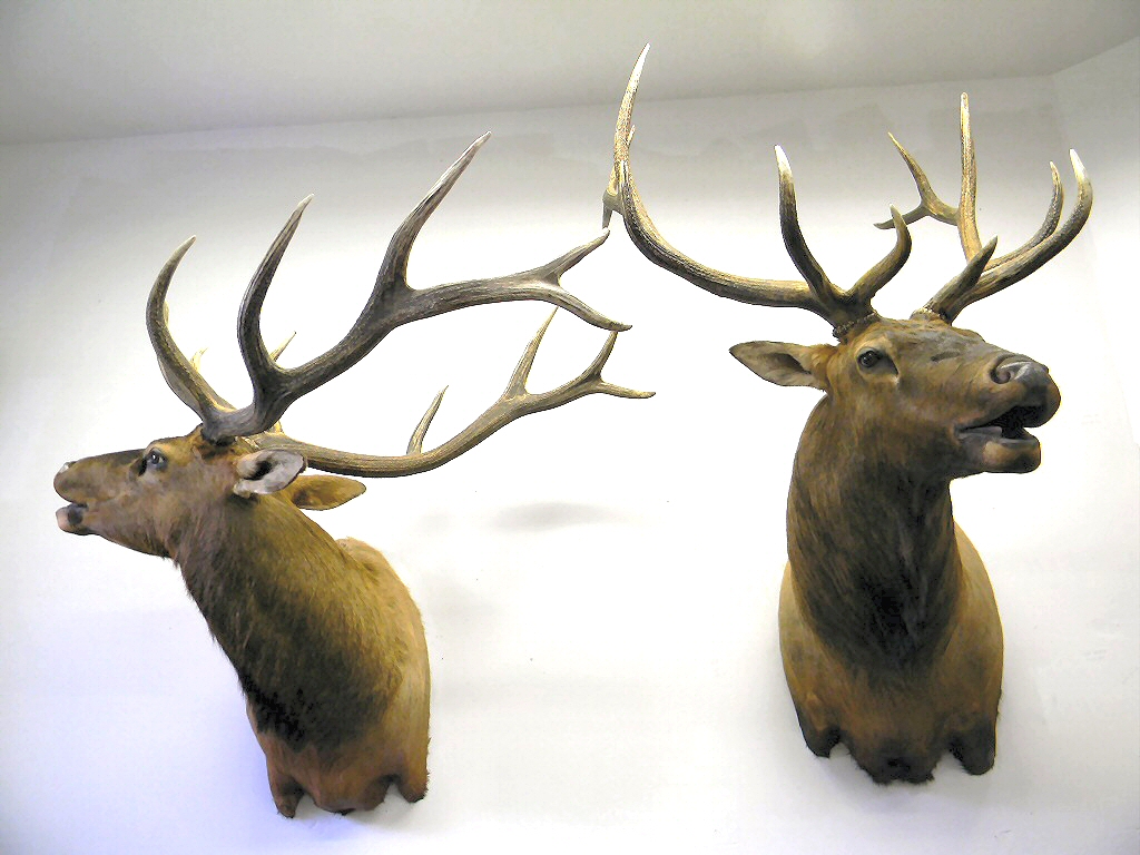 Elk Taxidermy Mounts - Elk Shoulder Mounts - Elk Pedestal Mounts - Custom Elk Mounts, Elk Mounts, Elk Mounts For Low Ceilings, Best Elk Mounts, Elk Antler Mounts, Elk Pedestal Mount Ideas