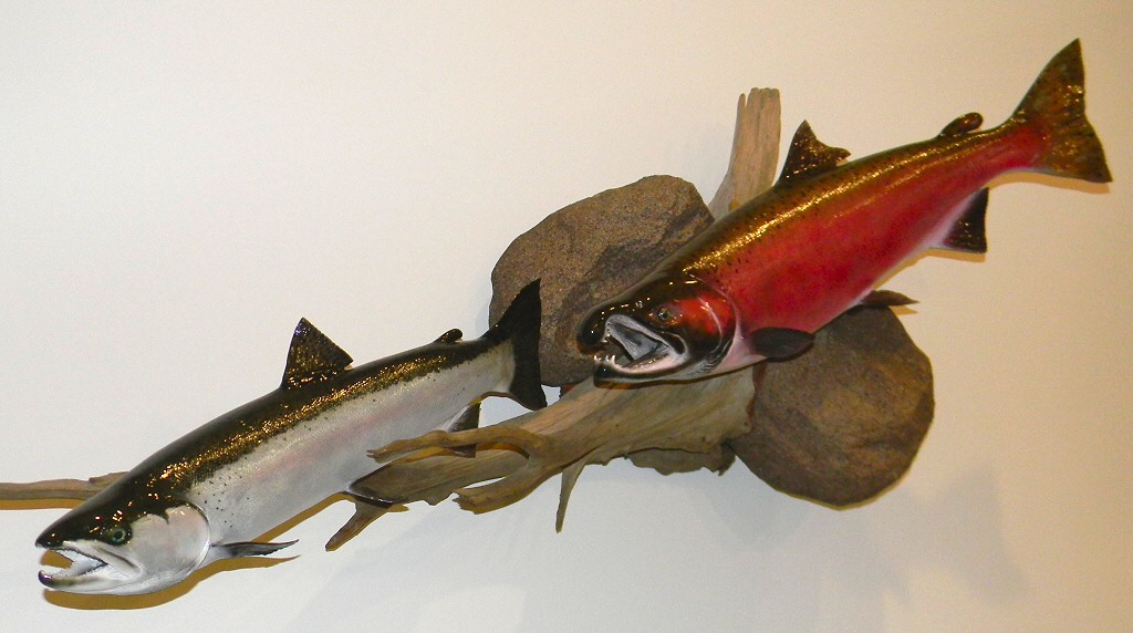 Salmon Steelhead Taxidermy Mounts, Fish Taxidermy Mounts Pennsylvania