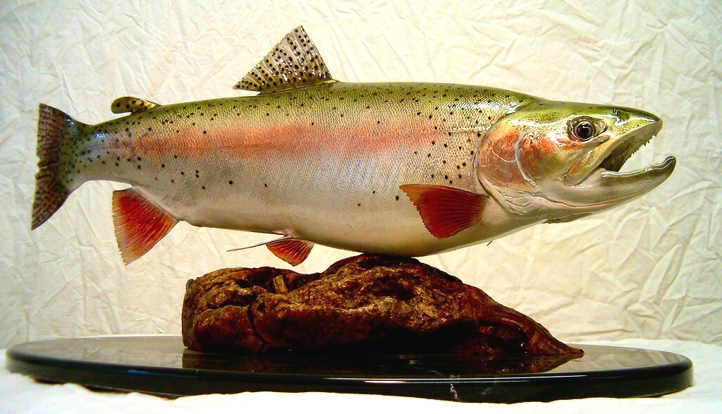 Fish Mounts,Fish Taxidermy Mounts Pennsylvania,Trout Mounts,Rainbow Trout Mounts,Palomino Trout Mounts,Trophy Fish Mounts,Steelhead Mounts,Salmon Taxidermy Mounts,Smallmouth Bass Mounts,Largemouth Bass Mounts,Fish Taxidermist Pennsylvania,Fish Taxidermy Studio Pennsylvania,Taxidermist,Taxidermy,Salmon Taxidermy Mounts,Steelhead Taxidermy Mount