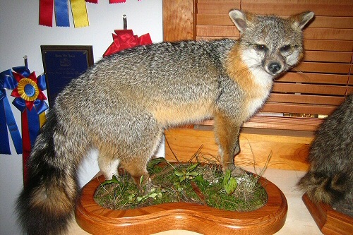 Gray Fox Mounts