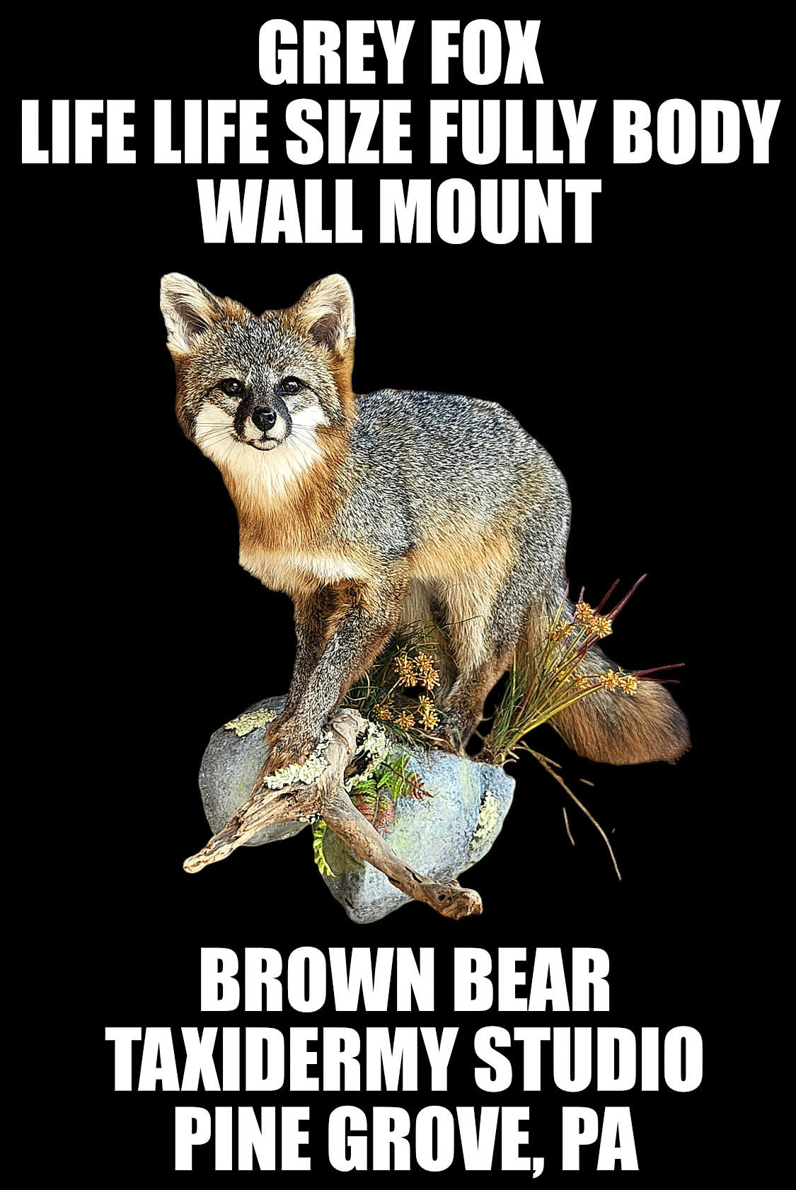 Grey Fox Taxidermy Life Size Wall Mount Taxidermy Mount Brown Bear Taxidermy Studio Pine Grove PA