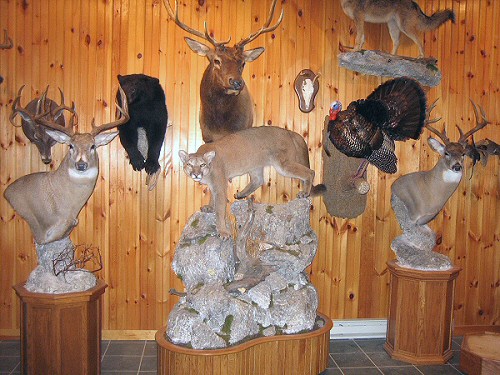 Mountain Lion Cougar Taxidermy Mounts,Mountain Lion Cougar Taxidermist In Pennsylvania,Cool MouMountain Lion Cougar Taxidermy Mounts at Brown Bear Taxidermy Studio Pine Grove Pennsylvania