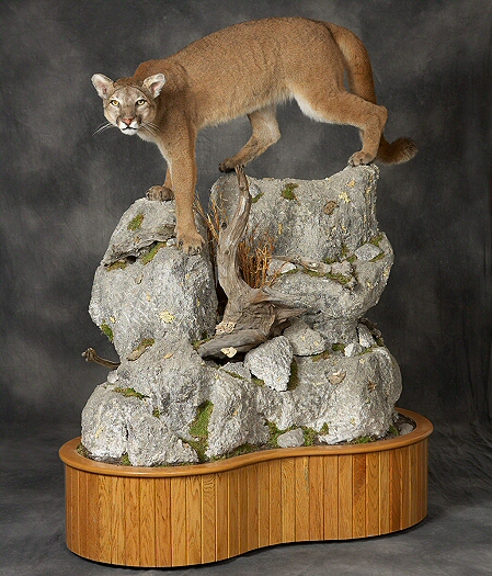 Mountain Lion Taxidermy Mounting, Pennsylvania Taxidermist, Brown Bear Taxidermy Studio