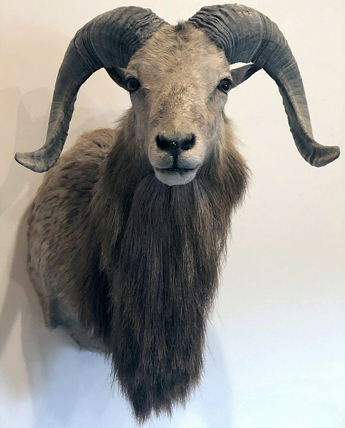 Exotic Sheep Taxidermy Mounts, Corsican Sheep Mounts