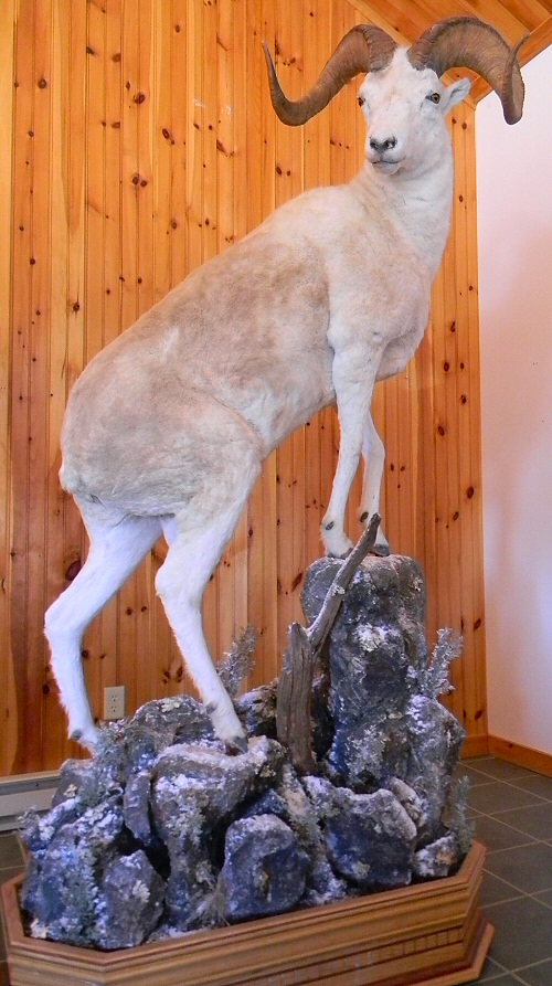 Sheep Taxidermy Mounts, Dall Sheep Mounts, Full Body Sheep Mounts, Sheep Shoulder Mounts, Sheep Pedestal Mounts