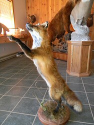 Predatory Taxidermy For Sale