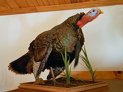 Turkey taxidermy for sale PA