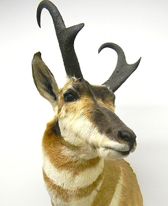 Antelope Mounts,Antelope Taxidermy Mount Pennsylvania,Pronghorn Antelope Taxidermy Studio Pennsylvania,Pennsylvania Taxidermist,Antelope Taxidermist,Antelope Shoulder Mount,Antelope Pedestal Mount