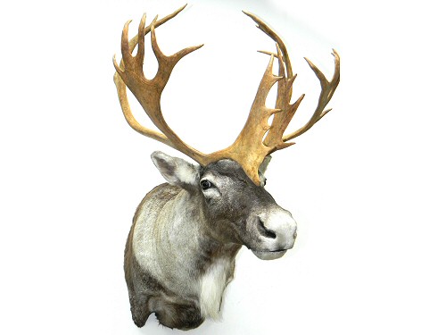 Caribou Mounts,Caribou Taxidermy Pennsylvania,Caribou Taxidermy Studio Pennsylvania,Pennsylvania Taxidermist,Caribou Taxidermist,Caribou Shoulder Mount,Caribou Pedestal Mount