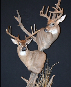 Deer Mounts, Deer Wall Mounts, Deer Pedestal Mounts, Deer Full Body Mounts, Deer Shoulder Mount, Whitetail Deer Mounts, Deer Wall Mount, Mule Deer Mounts, Deer Taxidermy, Deer Mount Pictures Ideas, Mule Deer Mounts