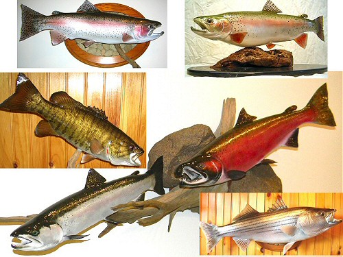 Fish Taxidermy, Fish Mounts, Fish Taxidermy Mounts Pennsylvania, Trout Mounts, Rainbow Trout Mounts, Palomino Trout Mounts, Trophy Fish Mounts, Steelhead Mounts, Salmon Taxidermy Mounts, Smallmouth Bass Mounts, Largemouth Bass Mounts, Fish Taxidermist Pennsylvania, Fish Taxidermy Studio Pennsylvania, Fish Taxidermist, Fish Taxidermy, Salmon Taxidermy Mounts, Steelhead Taxidermy Mount