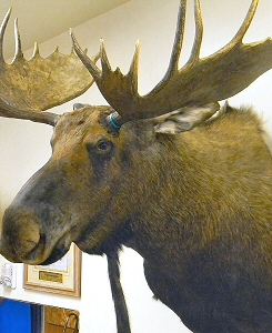 Moose Taxidermy Mounts Pennsylvania,Moose Taxidermy Studio Pennsylvania,Pennsylvania Taxidermist,Moose Taxidermist,Moose Shoulder Mount,Moose Pedestal Mount