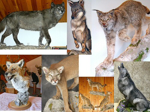 Predator Taxidermy Mounts, Bobcat Taxidermy Mounts, Mountain Lion Cougar Taxidermy Mounts, Lynx Taxidermy Mounts, Fox Taxidermy Mounts, Wolf Taxidermy Mounts, Coyote Taxidermy Mounts, Predator Mounts, Predator Taxidermist In Pennsylvania, Predator Taxidermy, Pennsylvania Taxidermy, Mountain Lion Cougar Taxidermy Mounts