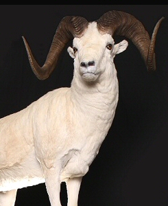 Sheep Taxidermy Mount,Dall Sheep Taxidermy Mounts,Sheep Taxidermy Mounts Pennsylvania,Stone Sheep Mounts,Sheep Taxidermy Studio Pennsylvania,Pennsylvania Taxidermist,Sheep Taxidermy Dall Sheep Taxidermist,Big Horn Sheep Taxidermy Mount,Stone Sheep Taxidermy Shoulder Mount,Sheep Taxidermy,Sheep Taxidermy Full Body Mount,Sheep Taxidermy Pedestal Mount