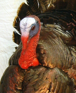 Turkey Mounts,Turkey Taxidermy Mount Pictures,Full Body Turkey Mounts,Unique Turkey Mounts,Flying Turkey Mounts,Turkey Wall Mounts,Turkey Pedestal Mounts,Turkey Fan Mounts